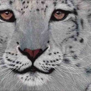 Snow Leopard, oil on canvas, 80cm by 120cm. (2015).