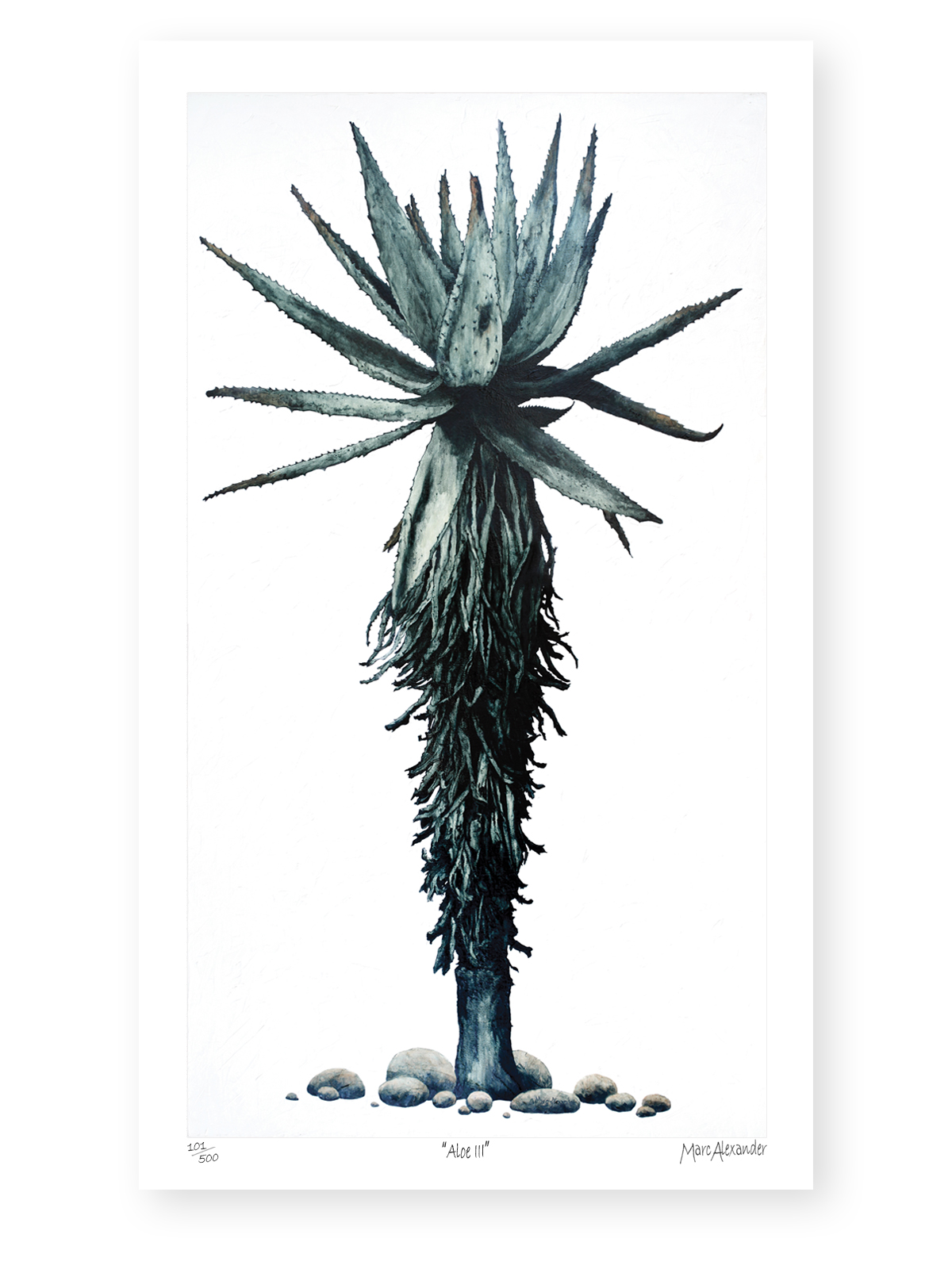 Marc Alexander | Aloe III | Archival Print