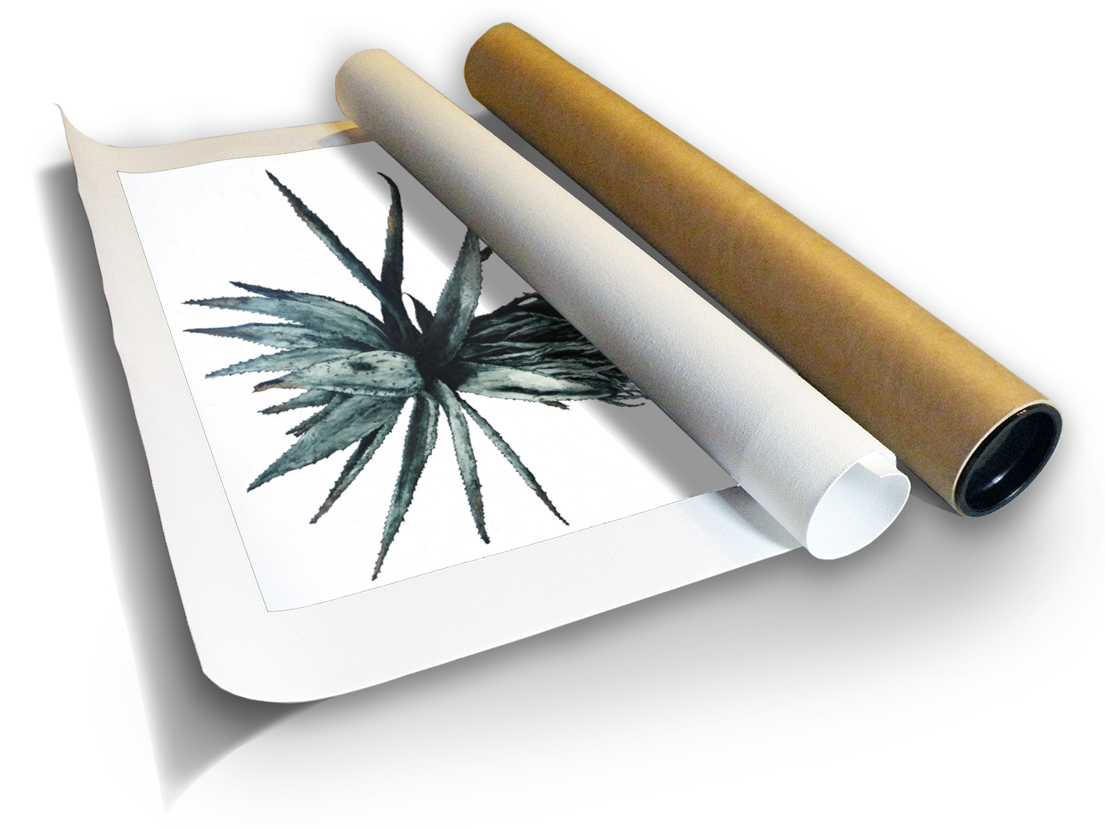 Marc Alexander | Aloe III | Canvas Print in Tube