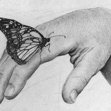 Marc Alexander | Butterfly | Touch Series