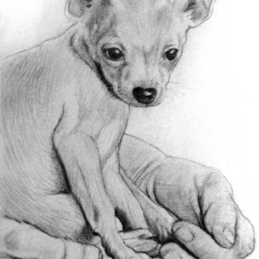 Marc Alexander | Dog | Touch Series