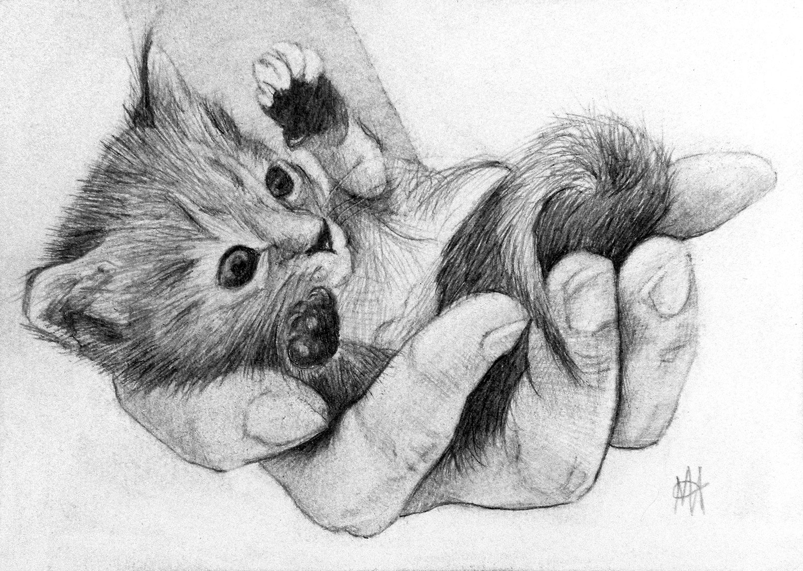 Marc Alexander | Kitten | Touch Series