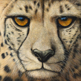 Marc Alexander - Cheetah - Eyes on the Prize