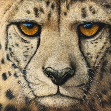 Marc Alexander - Cheetah - Eyes on the Prize