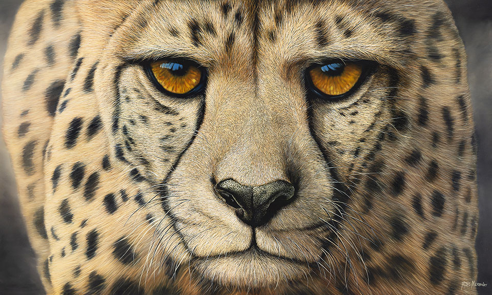 Marc Alexander - Cheetah - Eyes on the Prize